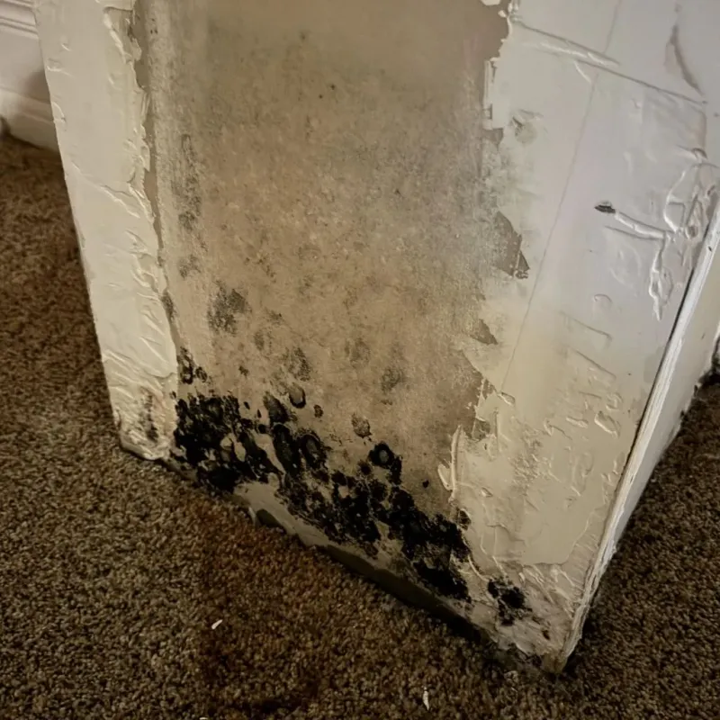 Professional Mold Removal in Washington, VA